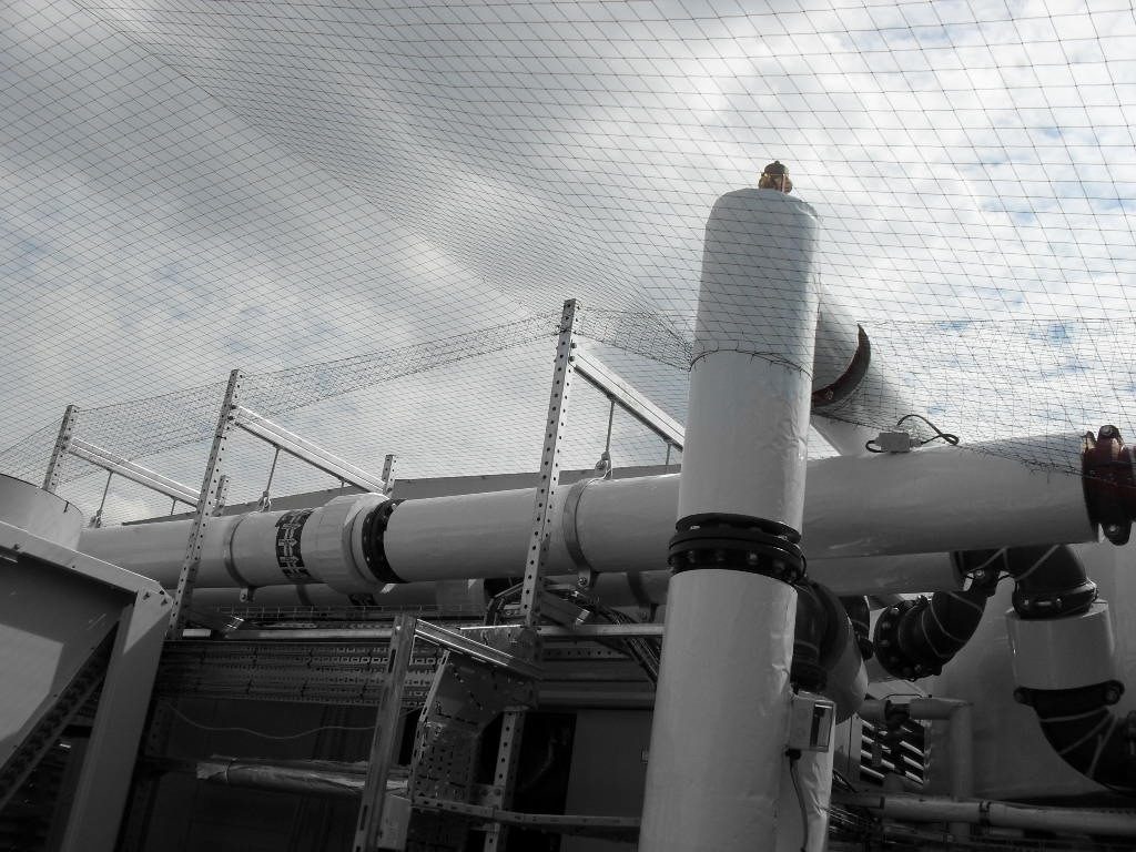 Bird Control in Guildford, Surrey